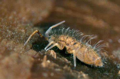 Réf. 98 354 : Orchesella villosa