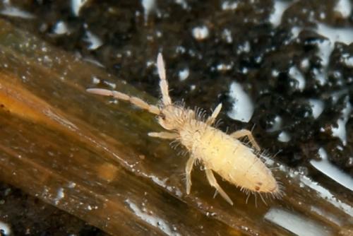 Entomobrya nicoleti