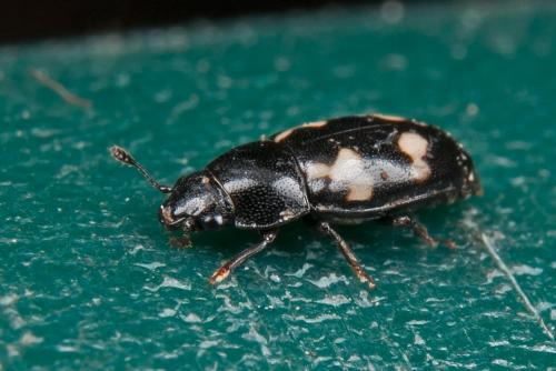 Glischrochilus quadriguttatus