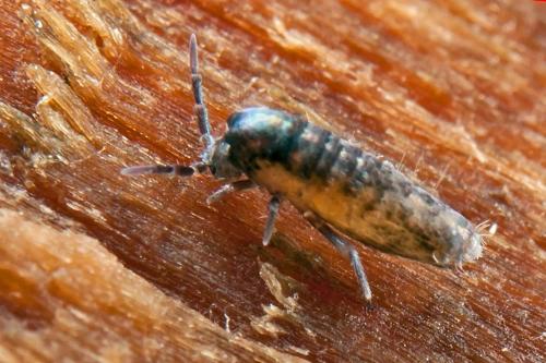 Lepidocyrtus curvicollis