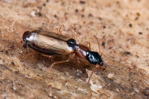Philorhizus melanocephalus