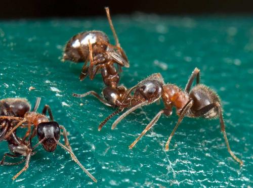 Lasius emarginatus
