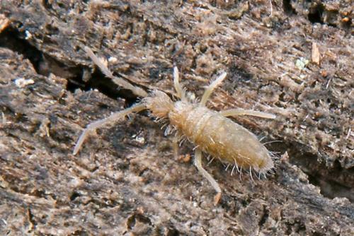 Entomobrya sp.