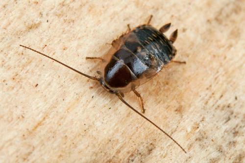 Réf. 98 552 : Ectobius lucidus