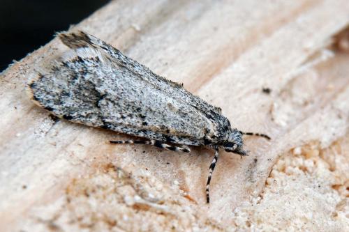 Réf. 98 590 : Diurnea fagella