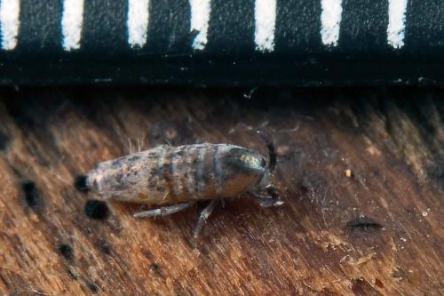 Lepidocyrtus curvicollis