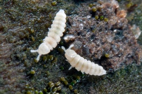 Kalaphorura burmeisteri