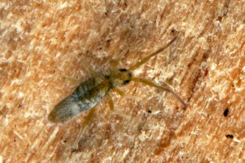 Entomobrya muscorum