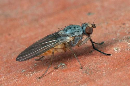 Réf. 98 952 : Tephrochlamys tarsalis