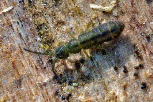 Réf. 98 163 : Isotoma viridis