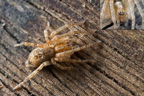 Réf. 98 216 : Anyphaena accentuata