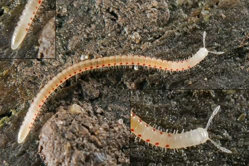 Blaniulus guttulatus