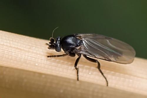Réf. 98 027 : Triphleba sp.