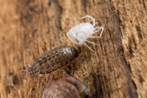 Philoscia muscorum