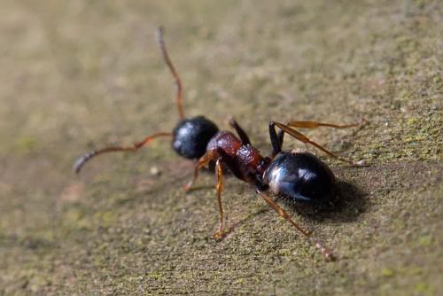Réf. 98 055 : Dolichoderus quadripunctatus