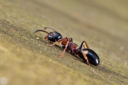Réf. 98 054 : Dolichoderus quadripunctatus