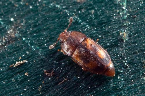 Réf. 98 447 : Epuraea sp.