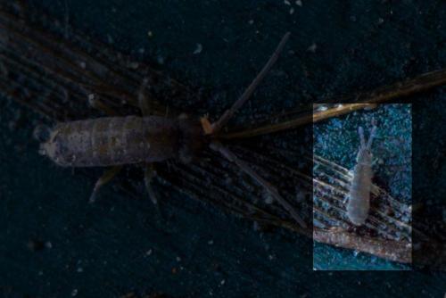 Vertagopus arboreus