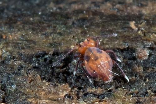 Dicyrtoma fusca