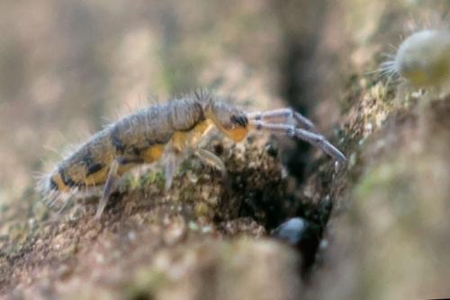 Entomobrya sp.