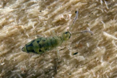 Entomobrya nivalis
