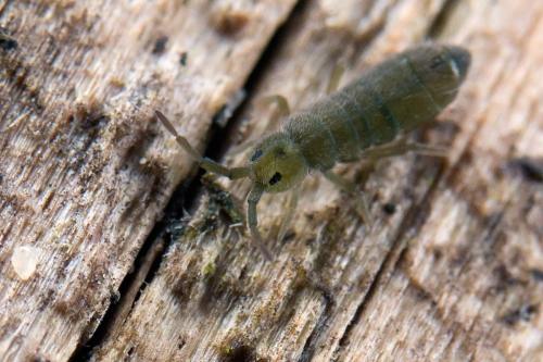 Réf. 98 713 : Isotoma viridis