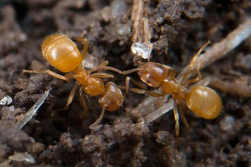 Lasius flavus