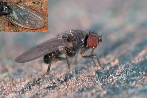 Drosophila sp.