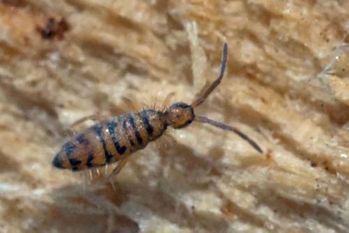 Réf. 98 795 : Entomobrya multifasciata