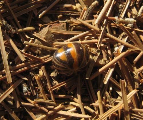 Glomeris pulchra