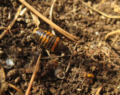 Glomeris pulchra
