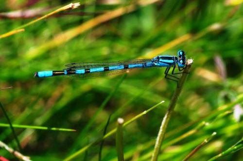 Enallagma cyathigerum