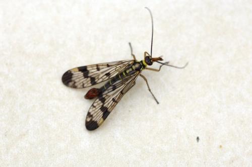 Panorpa communis