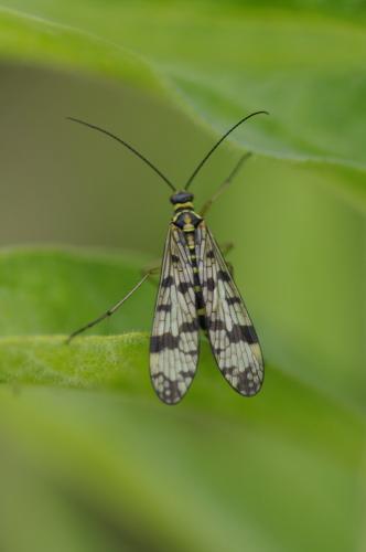Panorpa vulgaris