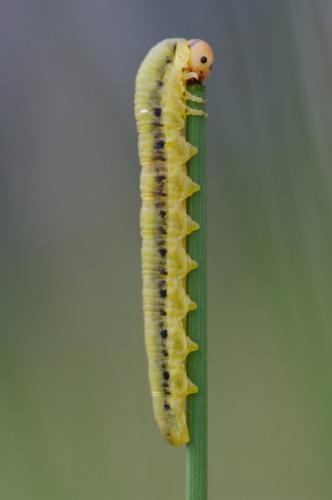 Dolerus sp.