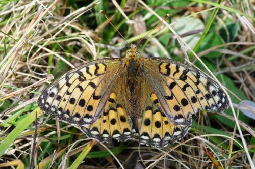 Argynnis aglaja