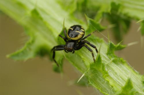 Réf. 98 108 : Synema globosum