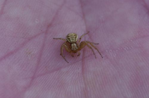 Xysticus sp.