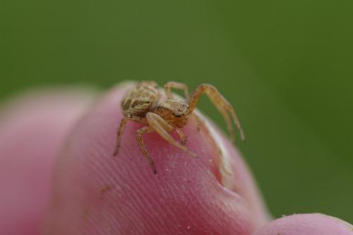 Xysticus sp.