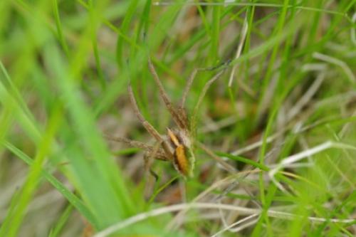 Pisaura mirabilis