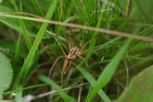 Pisaura mirabilis
