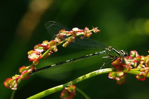 Coenagrion sp.