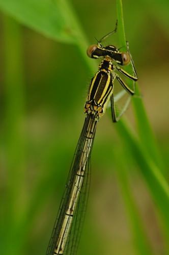 Réf. 98 358 : Platycnemis pennipes