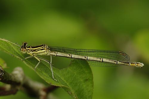 Platycnemis pennipes