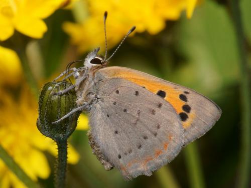 Lycaena phlaeas