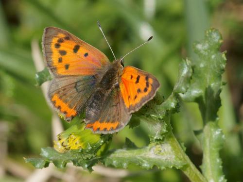 Lycaena phlaeas