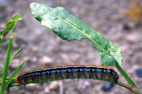 Malacosoma sp.