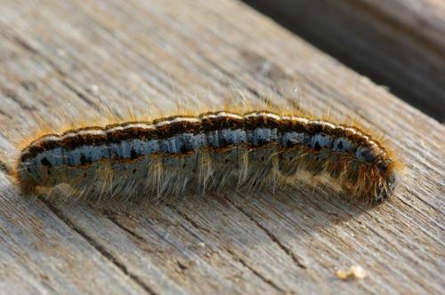 Réf. 98 203 : Malacosoma sp.