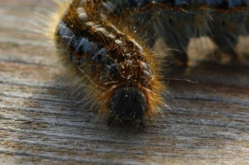 Malacosoma sp.
