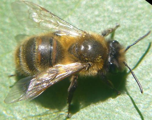 Andrena (scotica-trimmerana)